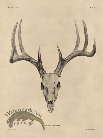 Tan Bones 06 White Tail